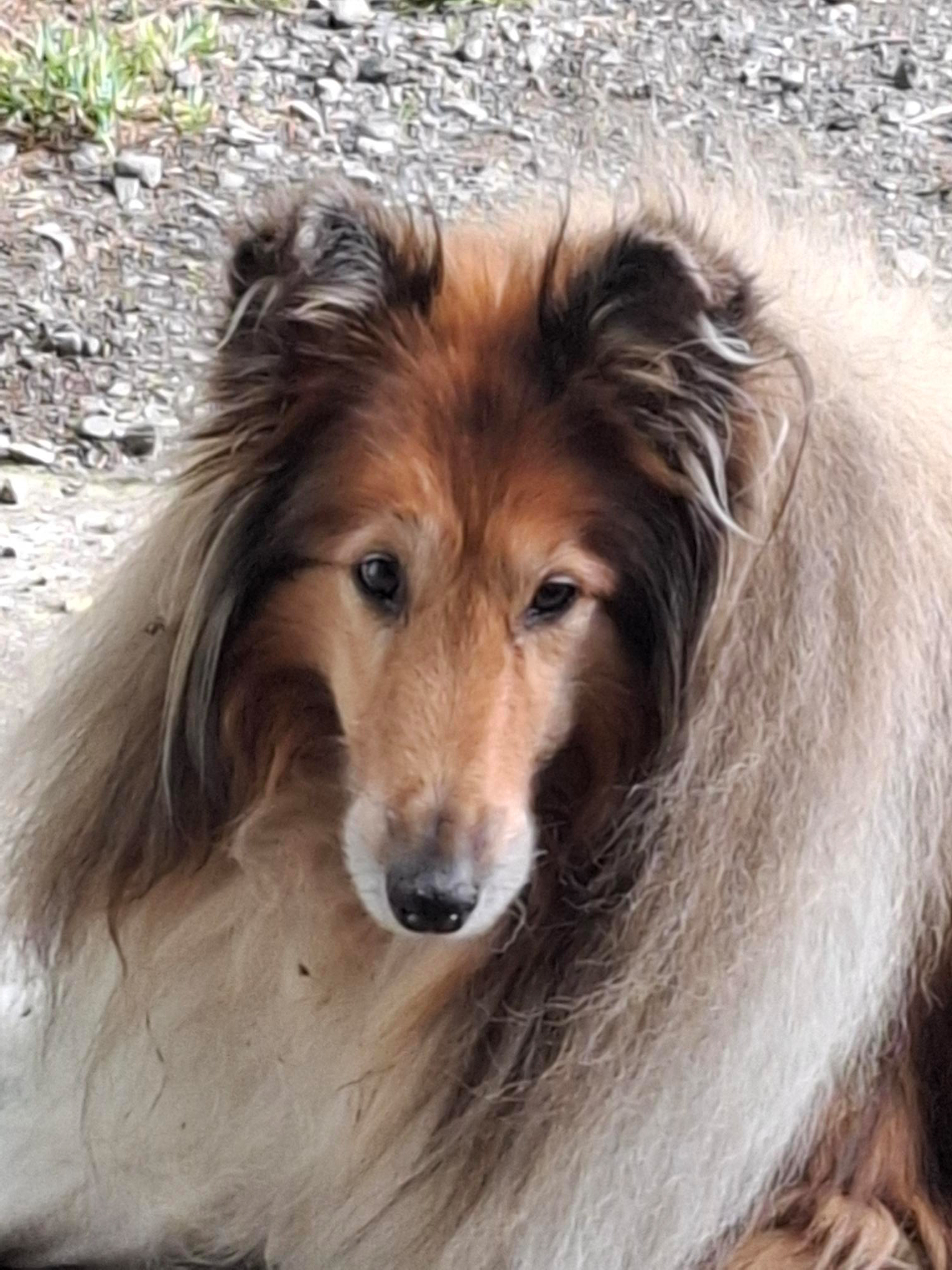 Beloved South Hobart collie Rebel Sandford